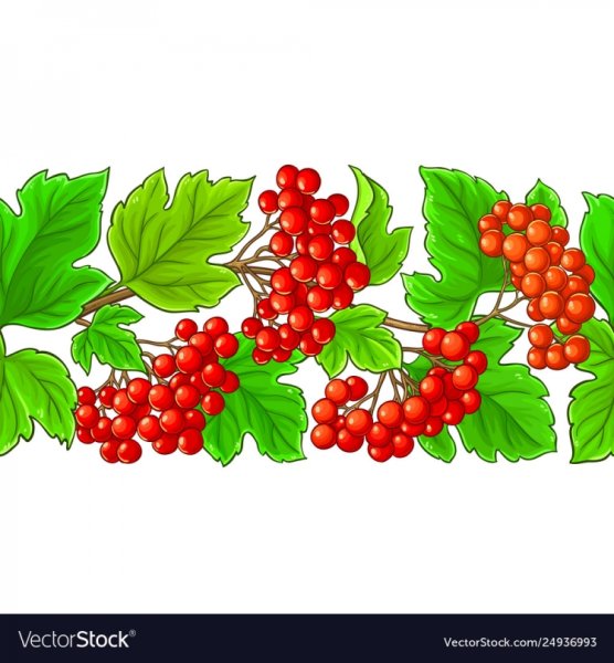 Ягоды калины