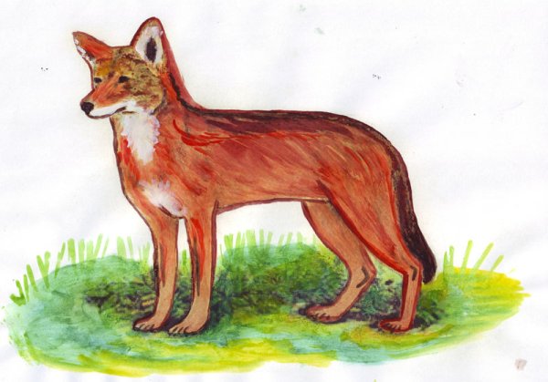 Красный волк рисунок для детей