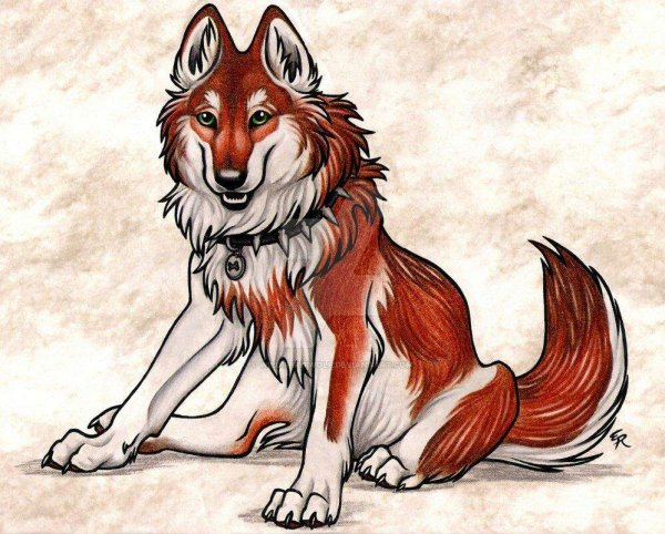 Красный волк для срисовки