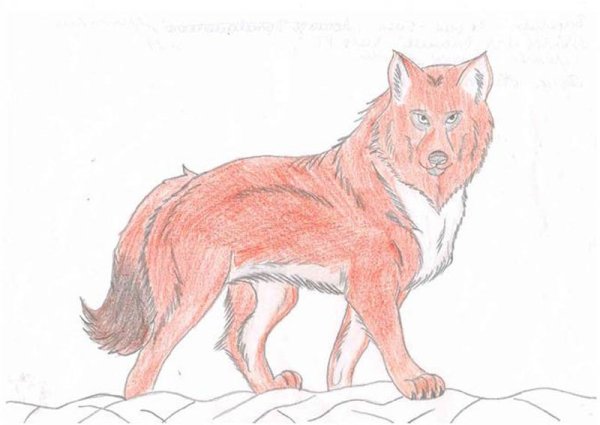 Красный волк карандашом
