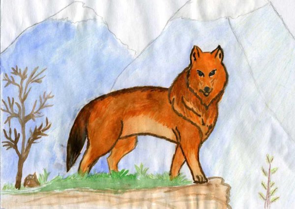 Волк рисунок