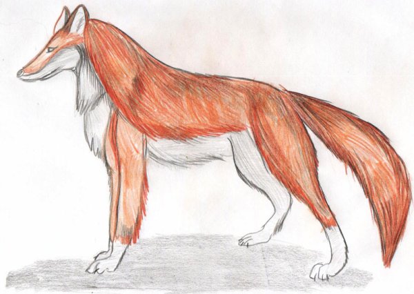 Рисуется красный волк