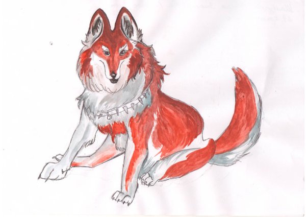 Волк раскраска для детей