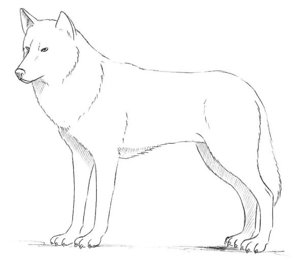 Красный волк на белом фоне