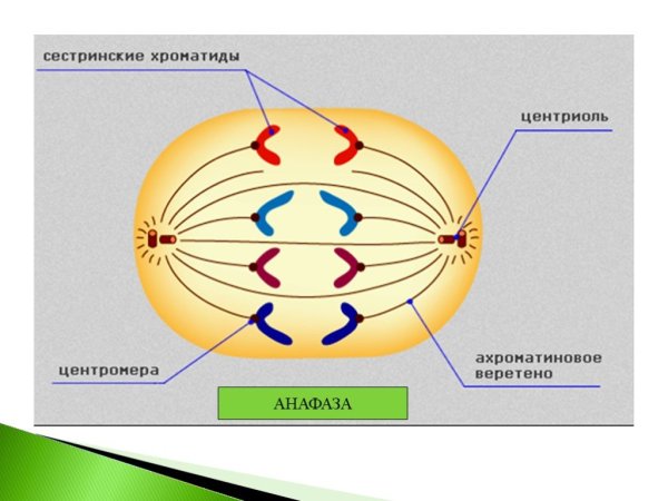 Анафаза это в биологии