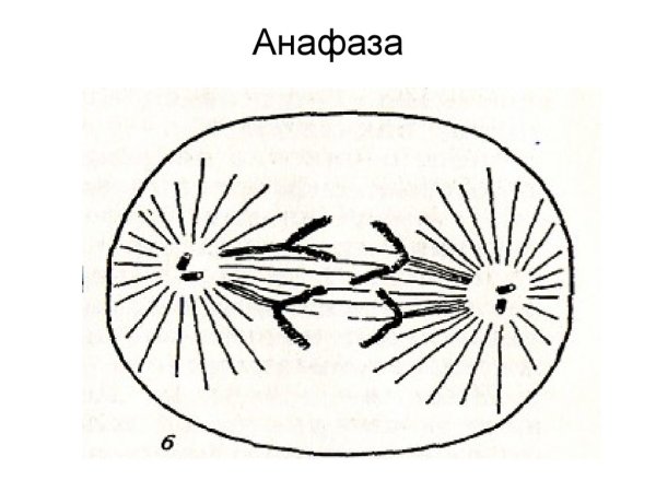 Деление клетки анафаза