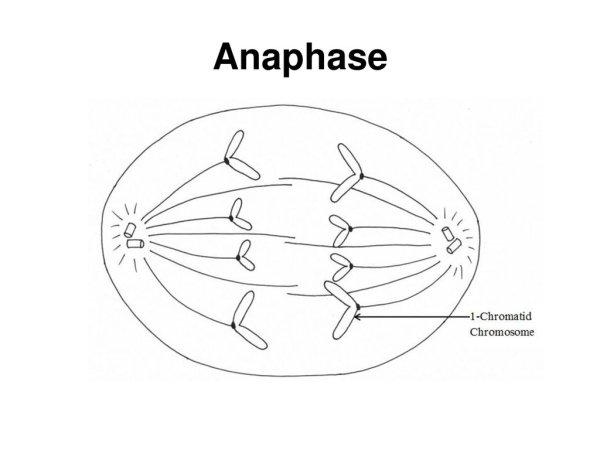 Анафаза схема