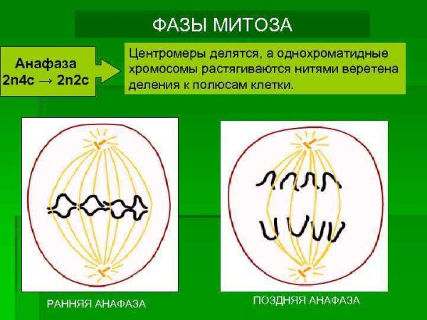 Митоз фазы 2n2c