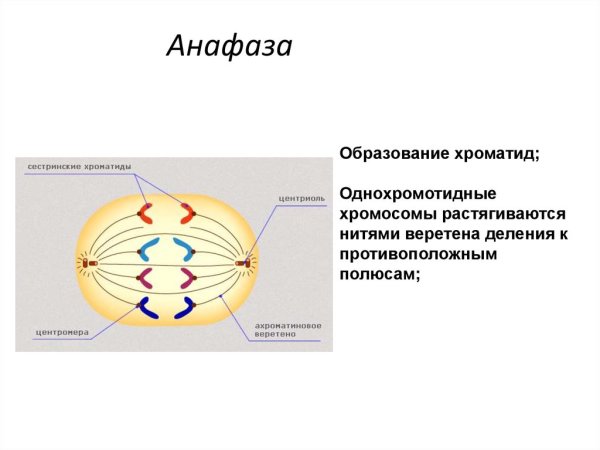 Хроматиды в анафазе митоза