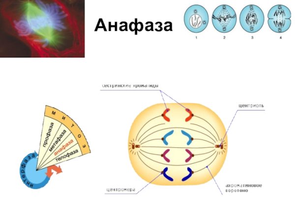 Митотического веретена анафаза