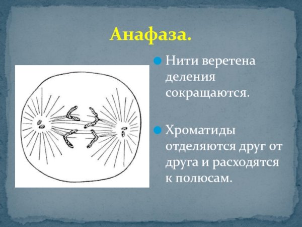 Нити веретена деления сокращаются