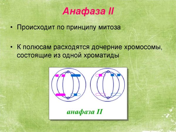 Анафаза мейоза 2 анафаза