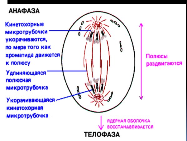 Анафаза строение