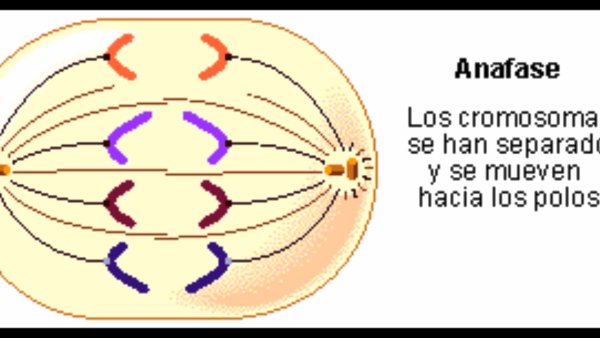 Анафаза 1 Чебышева