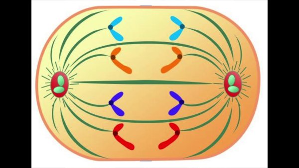 Анафаза митоза 1