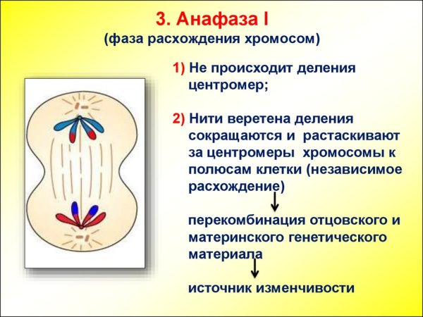 3 Фаза анафаза