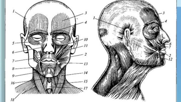 Поверхностные мимические мышцы головы анатомия