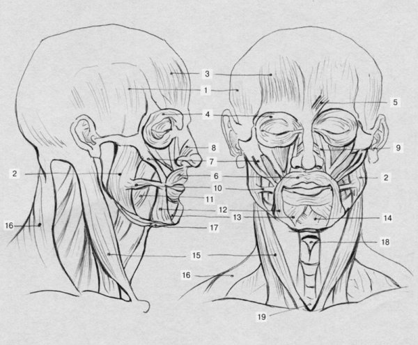 Мышцы головы Баммес