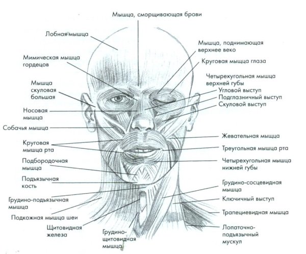 Мышцы лица и шеи анатомия атлас с пояснениями
