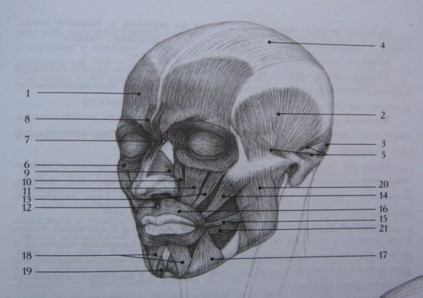 Мышцы мозговой части черепа