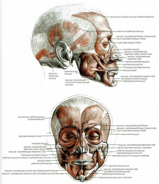Мышцы лица анатомия Баммес