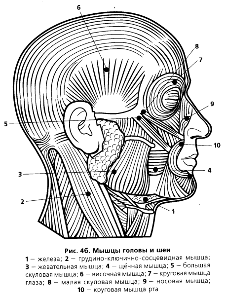 Мимические мышцы головы и шеи