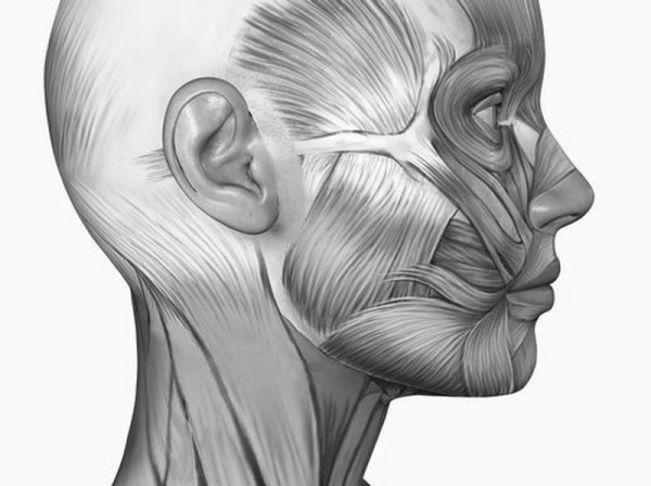 Мышцы лица сбоку