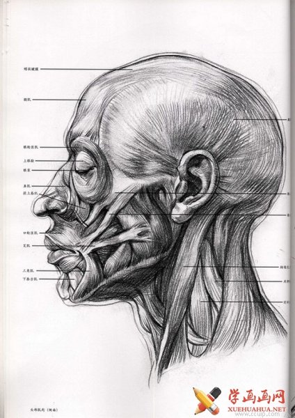 Экорше анатомия головы