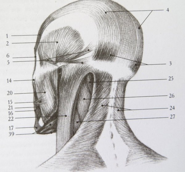 Строение мышц шеи и головы человека сзади