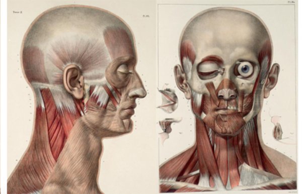 Анатомія Экорше голова мышцы