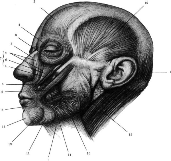 Енё Барчаи мышцы головы