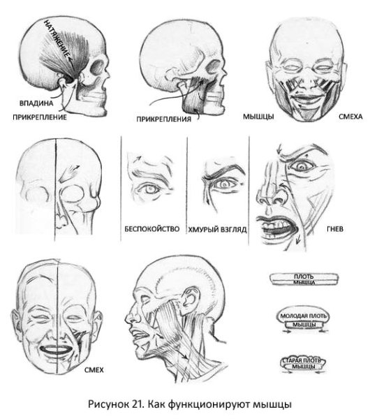 Мимические мышцы лица вид спереди