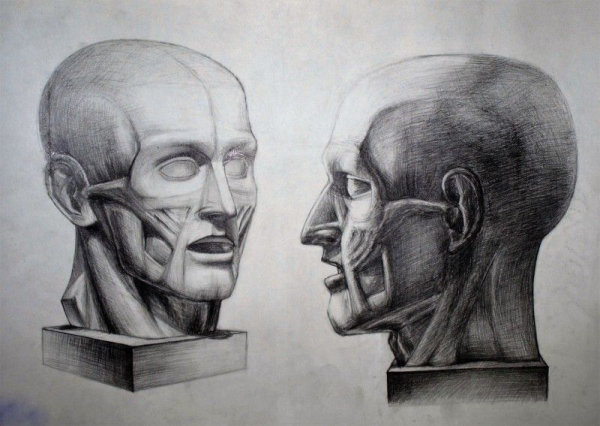 Гипсовая голова Экорше Гудона