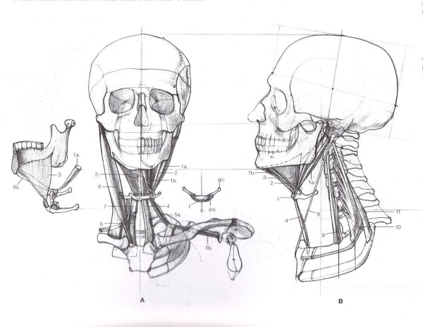 Мышцы головы Баммес