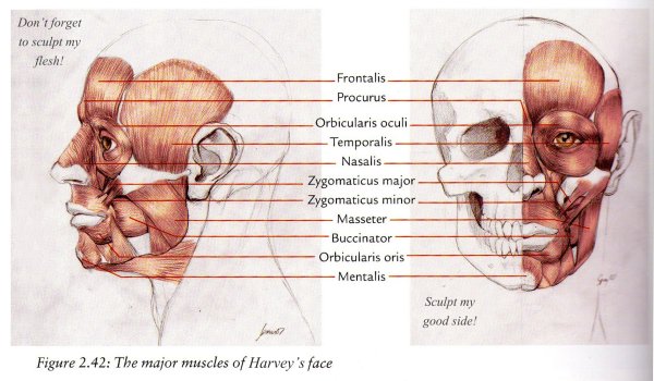 Мышцы черепа человека анатомия