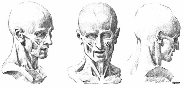 Мышцы головы Баммес