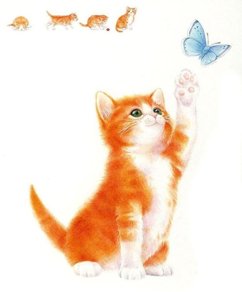 Рыжий котёнок