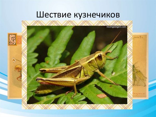 Кузнечик раскраска