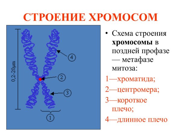 Строение митотической хромосомы