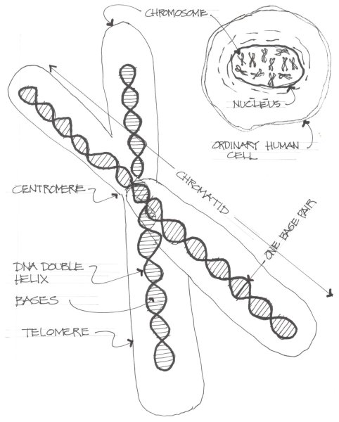 Хромосома схема