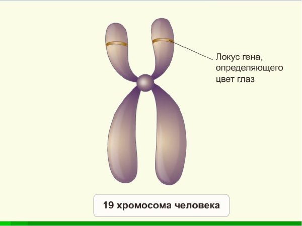 Аллельные гены Локус