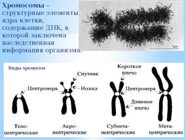 Структурные элементы хромосом