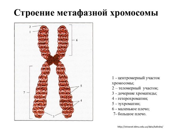 Структура метафазной хромосомы