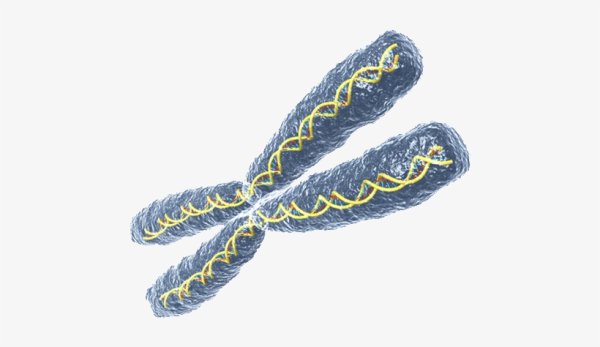 Хромосома без фона
