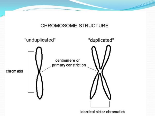 Центромера рисунок