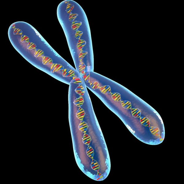 Хромосома хроматид гены ДНК