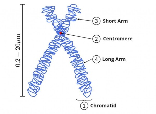 Хромонема хромосомы