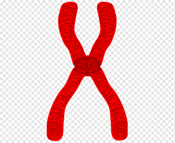 Хромосома на белом фоне