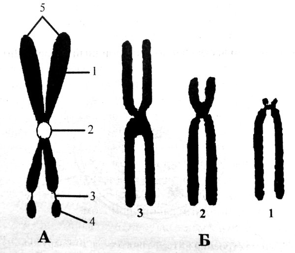 Схема метафазной хромосомы