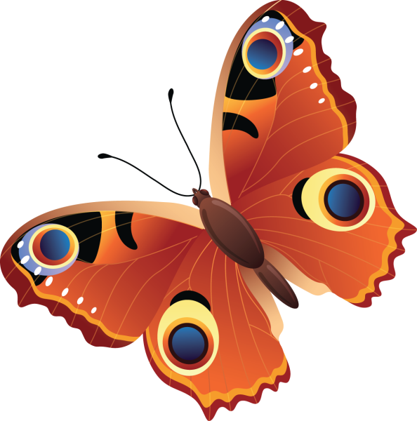 Бабочка без фона